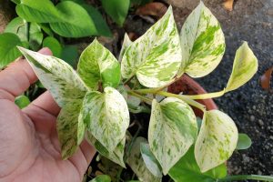 feuilles du marble queen pothos